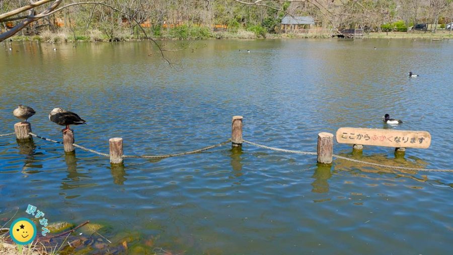 池のカルガモ
