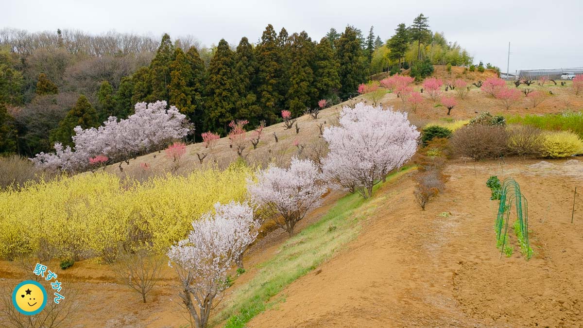 花桃の丘の開花