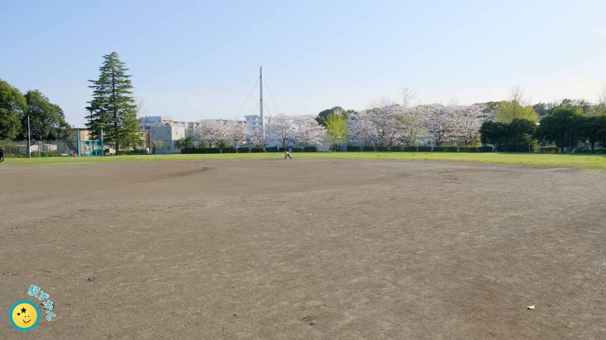 野球場と桜並木