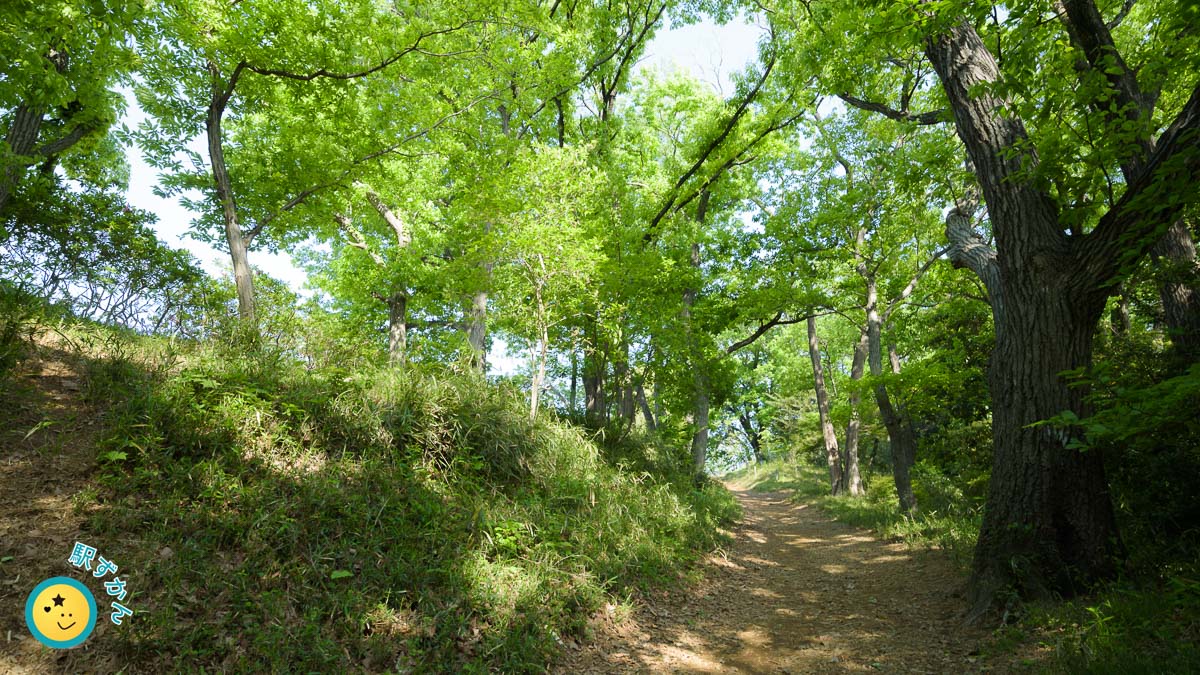 弘法松公園の森林