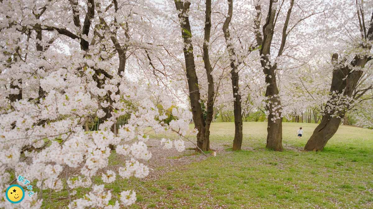 桜の花々と遊ぶ子供