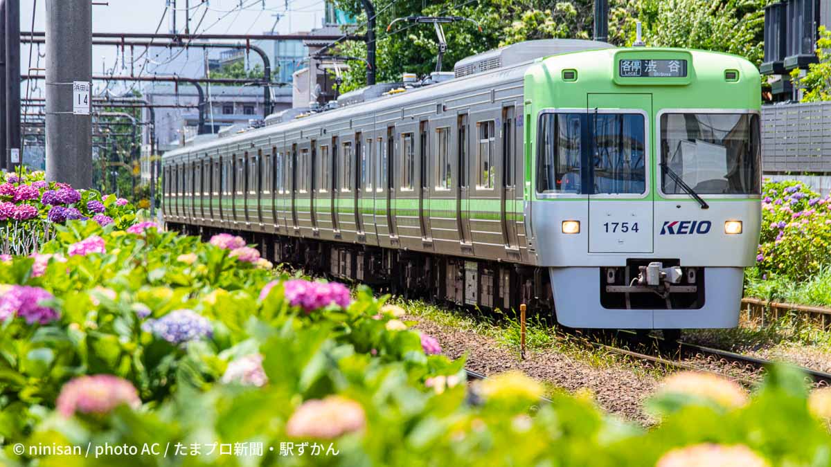 井の頭線の電車と紫陽花