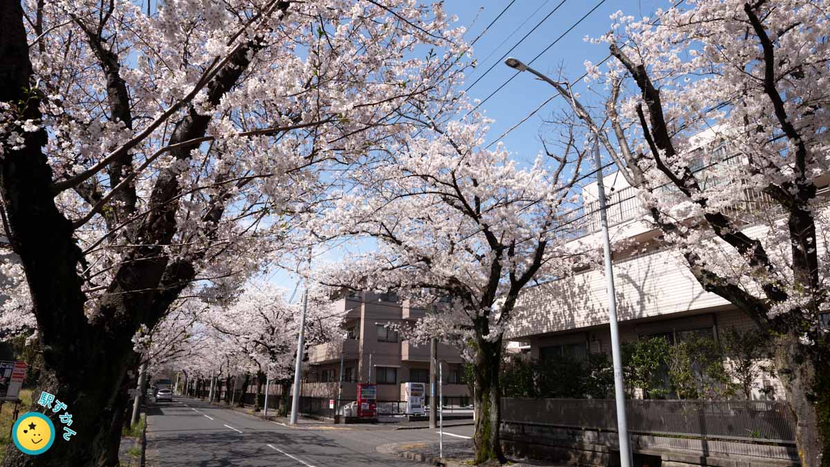 満開のソメイヨシノの街路樹