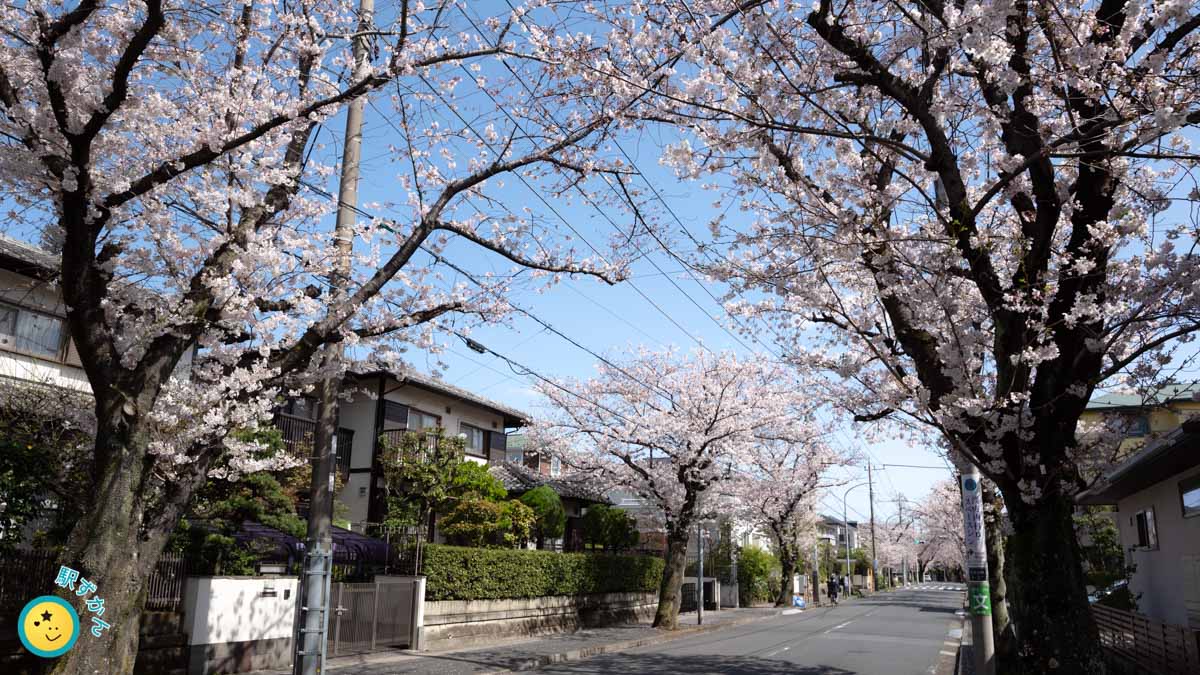 満開の桜並木