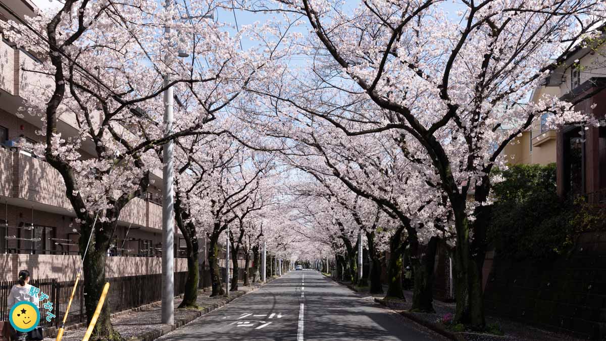 あざみ野桜通り