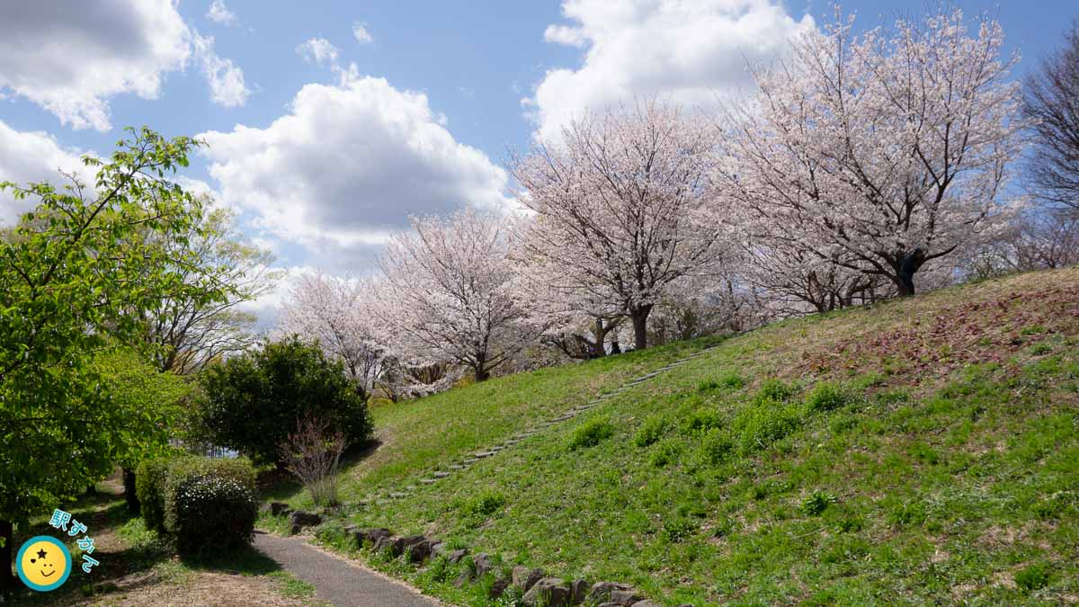 入口より桜並木