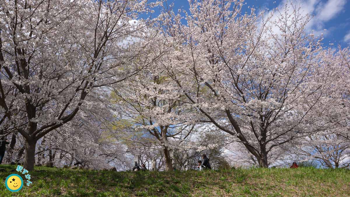 満開の桜と花見客