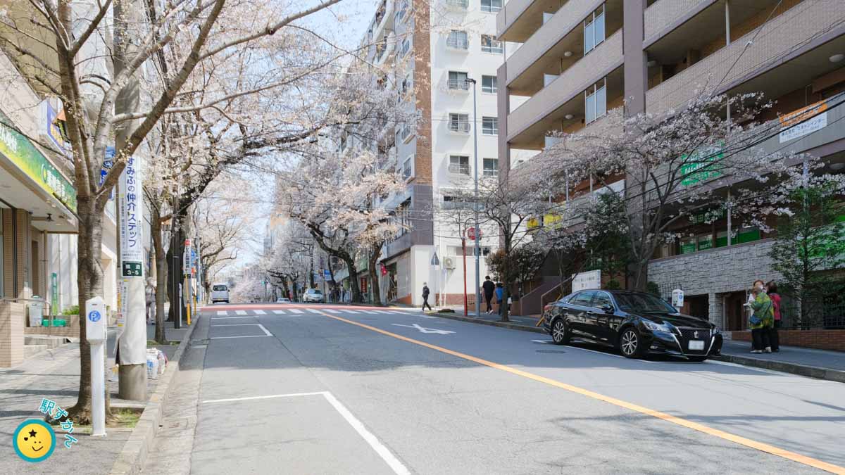 鷺沼駅方面の桜並木(ソメイヨシノ)