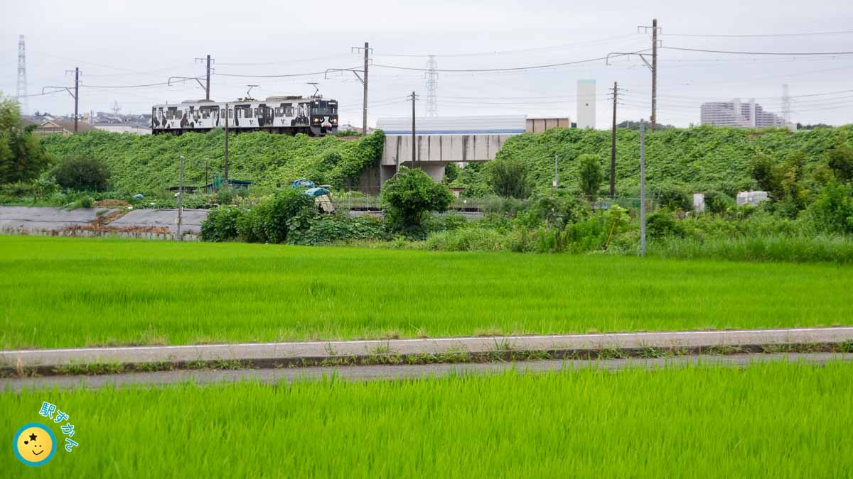 うしでんしゃと田植え直後の田んぼ