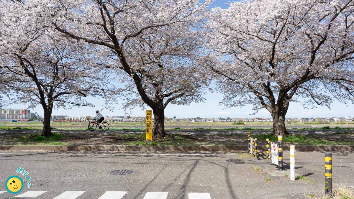 多摩川サイクリングロードと満開の桜並木