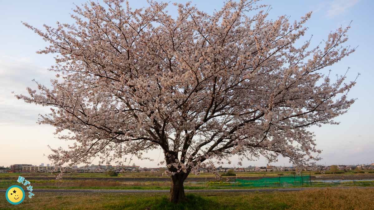 多摩川土手の満開になった桜