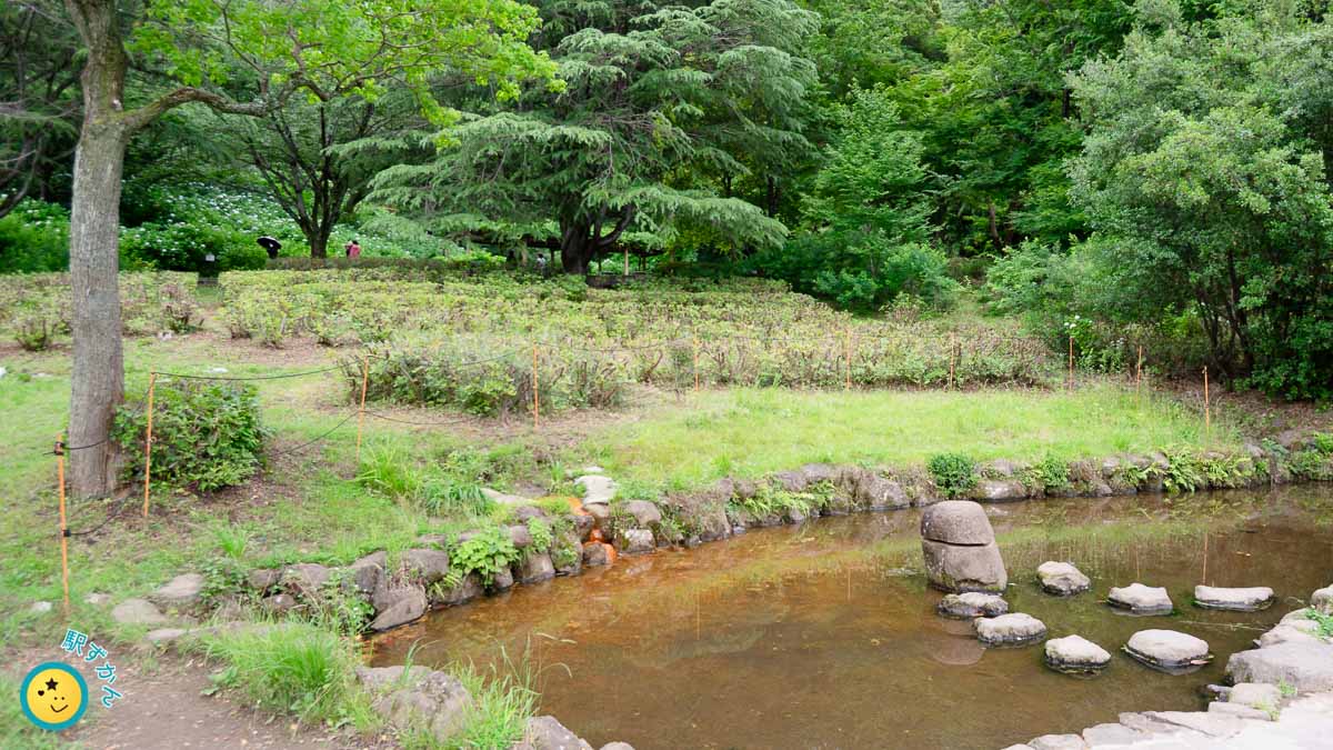 あじさい山と中央広場の池