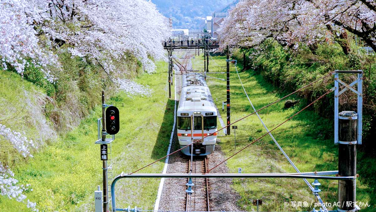 御殿場線と満開の桜