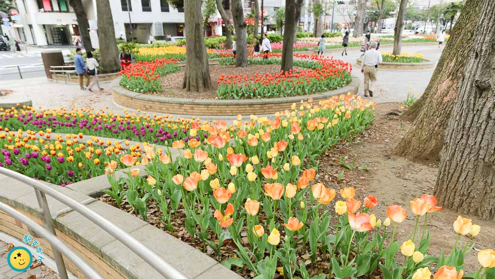 横浜公園のチューリップ花壇