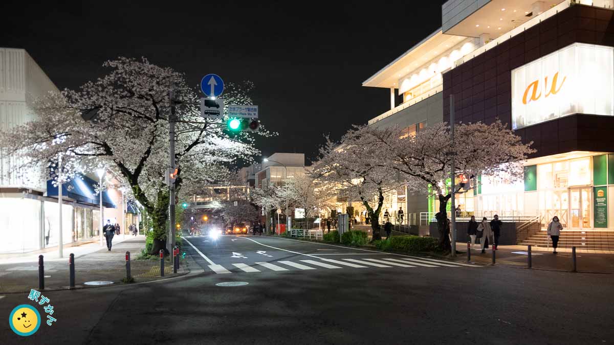 たまプラーザ駅北口前通りの夜桜