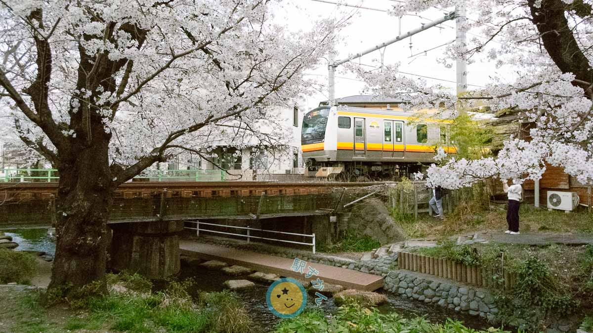 満開の桜と船島川橋りょうを渡る南武線の電車