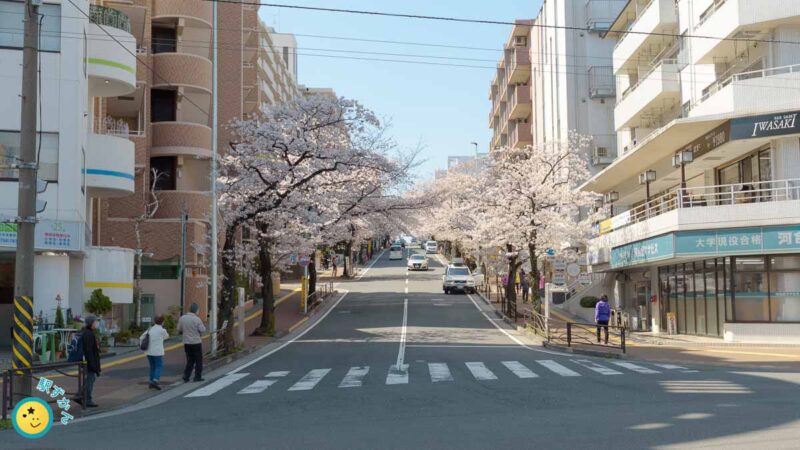 満開を迎える宮崎台駅前さくら坂