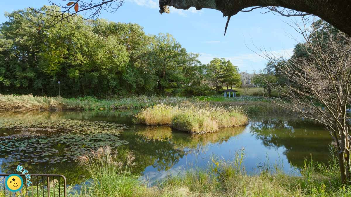 もえぎ野公園の池