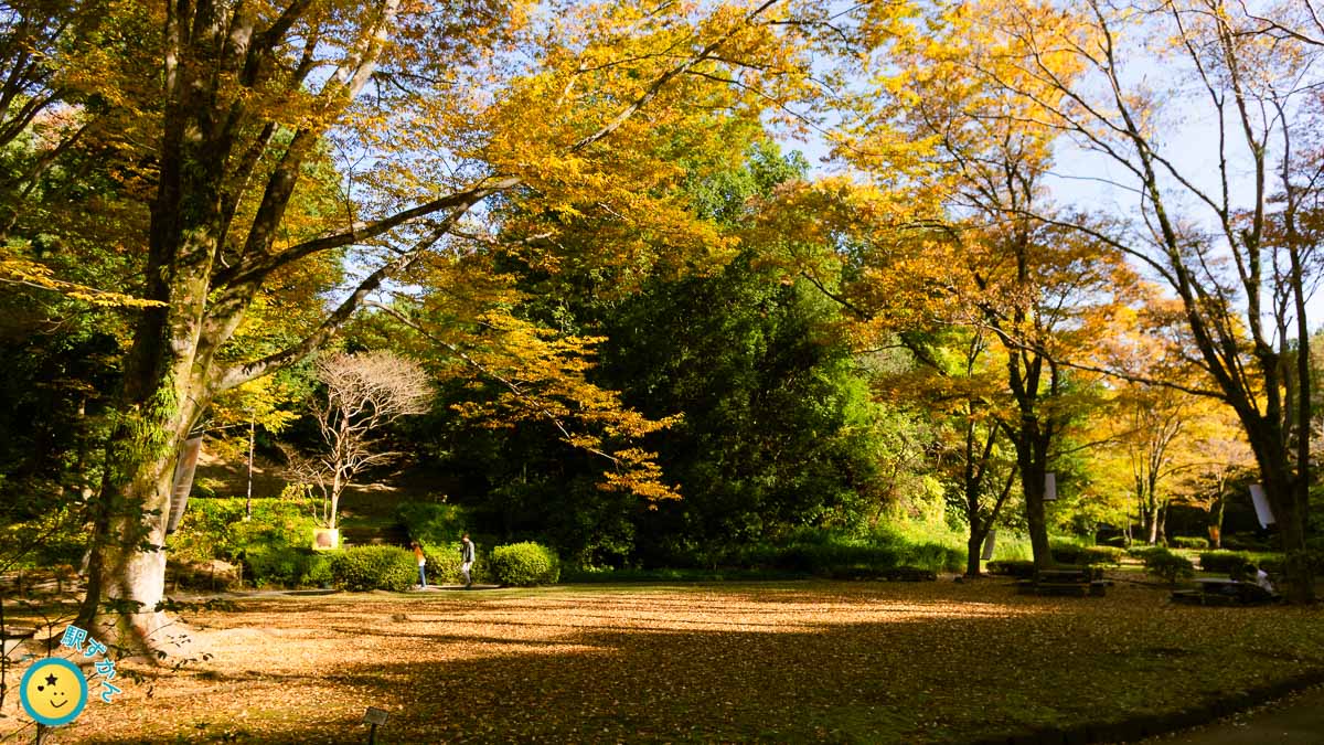 芹が谷公園の紅葉
