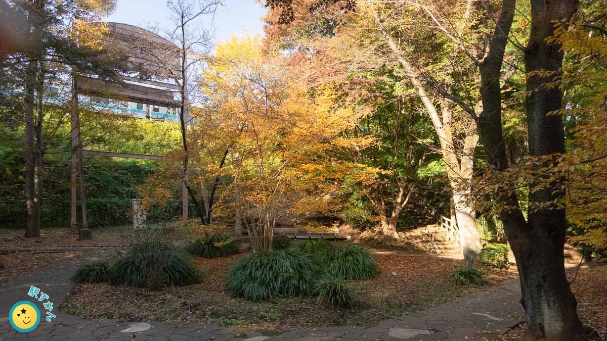 芹ヶ谷公園の紅葉