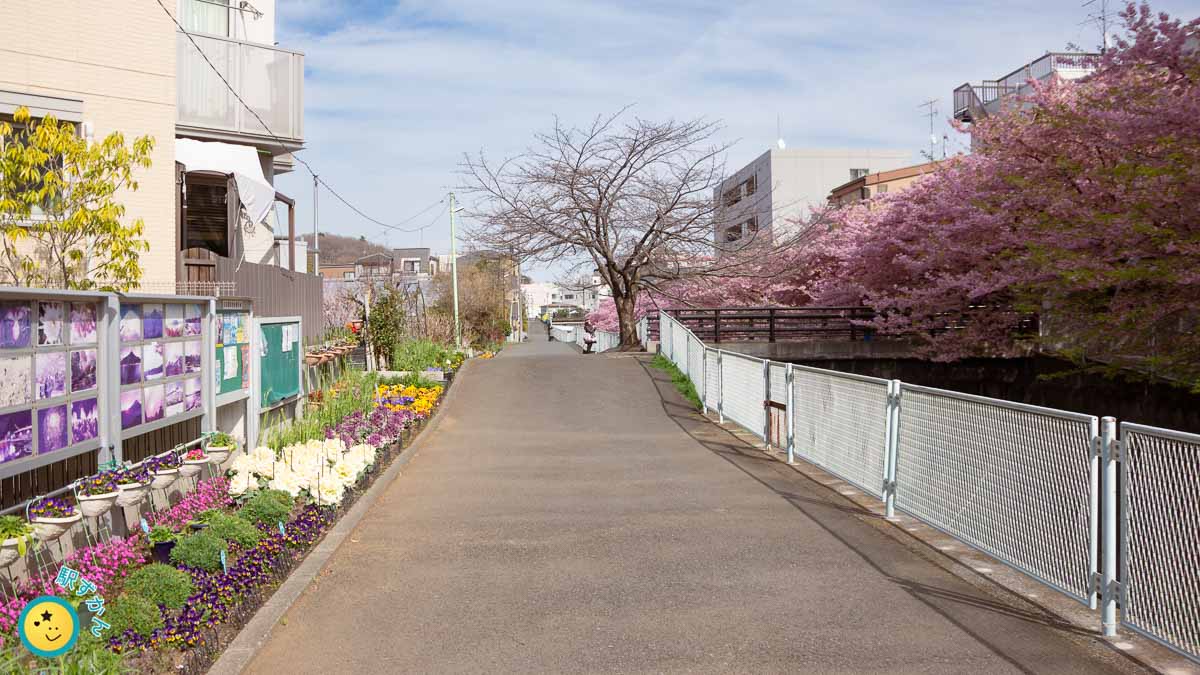 生田 河津桜並木