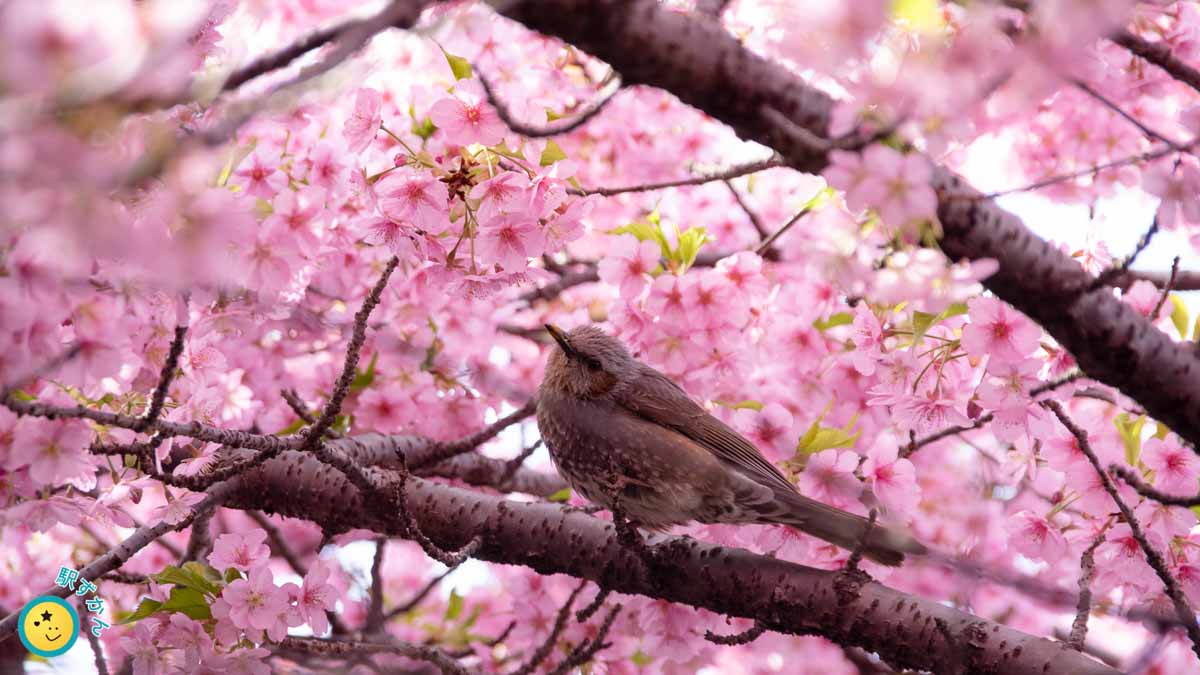 花見をするヒヨドリ