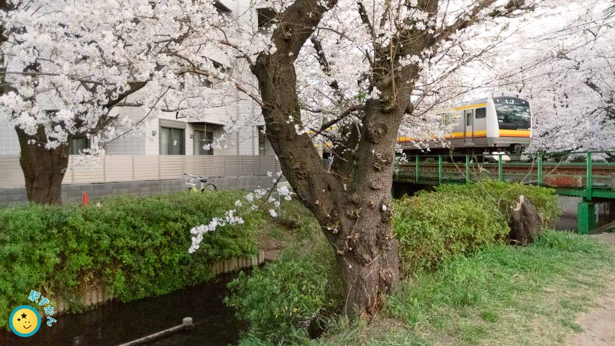 南武線の電車と満開の桜並木
