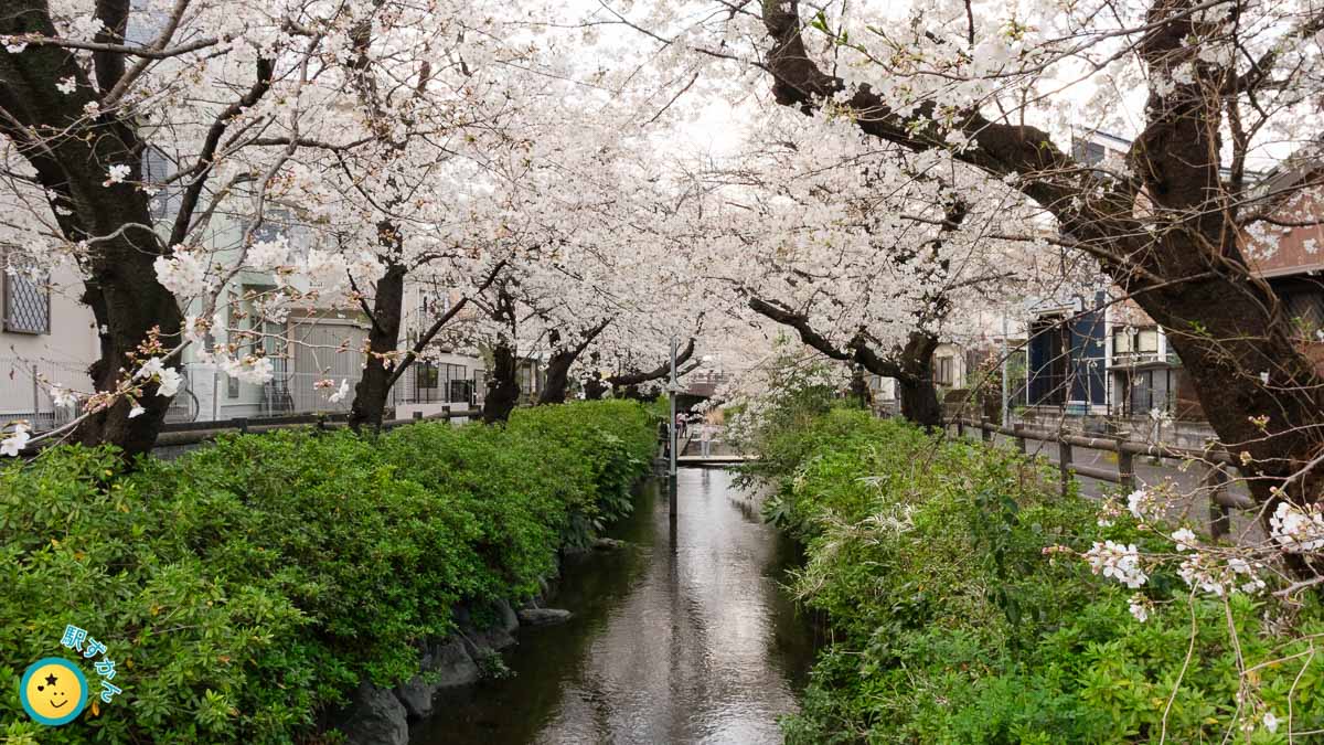 桜が満開の二ヶ領用水