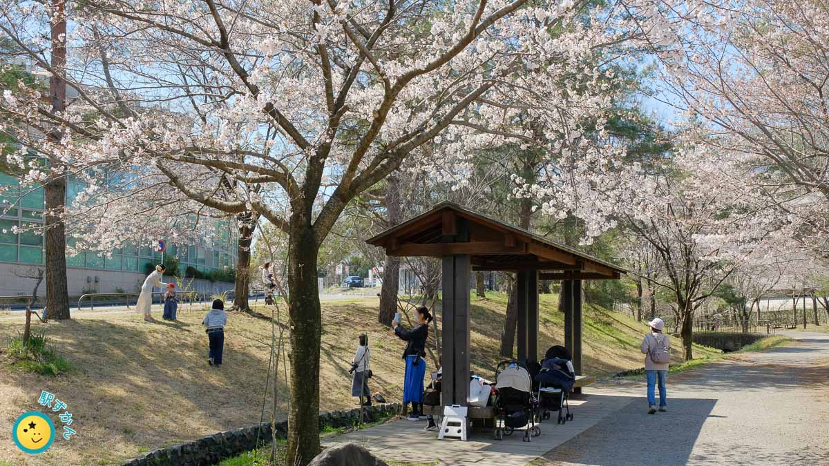 山田富士公園付近の桜