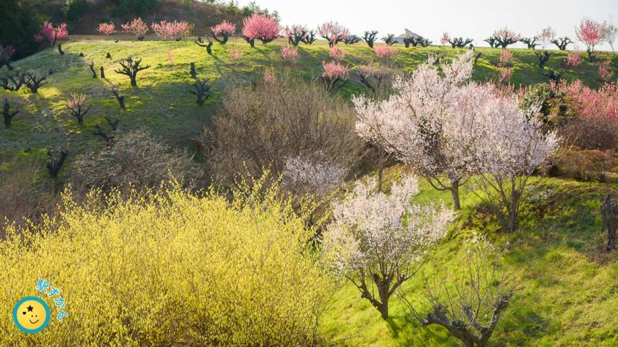 花桃の丘に咲く桃と桜
