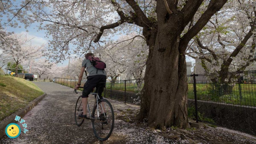 満開の桜とサイクリング