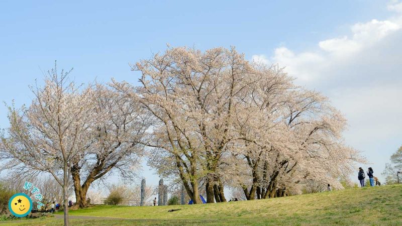 中川八幡山公園の満開の桜