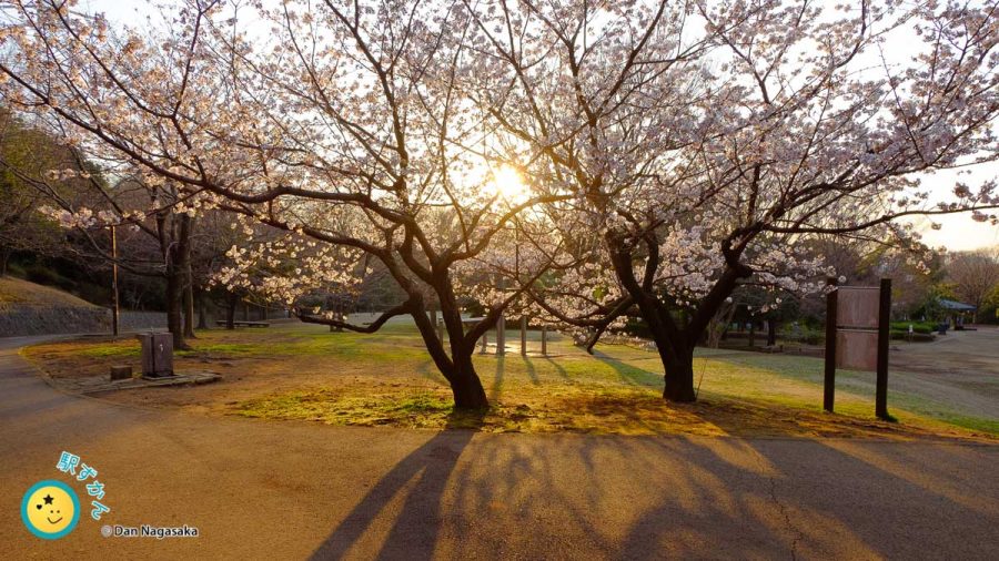 玉縄桜と夕陽