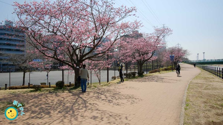新横浜駅前公園の陽光桜