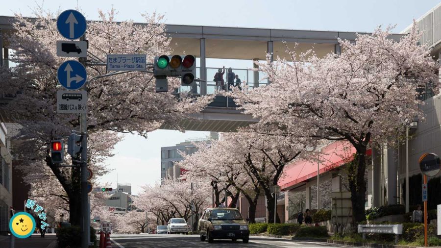 たまプラーザ駅北口、満開の桜並木