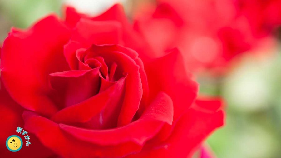 バラ園の赤い薔薇