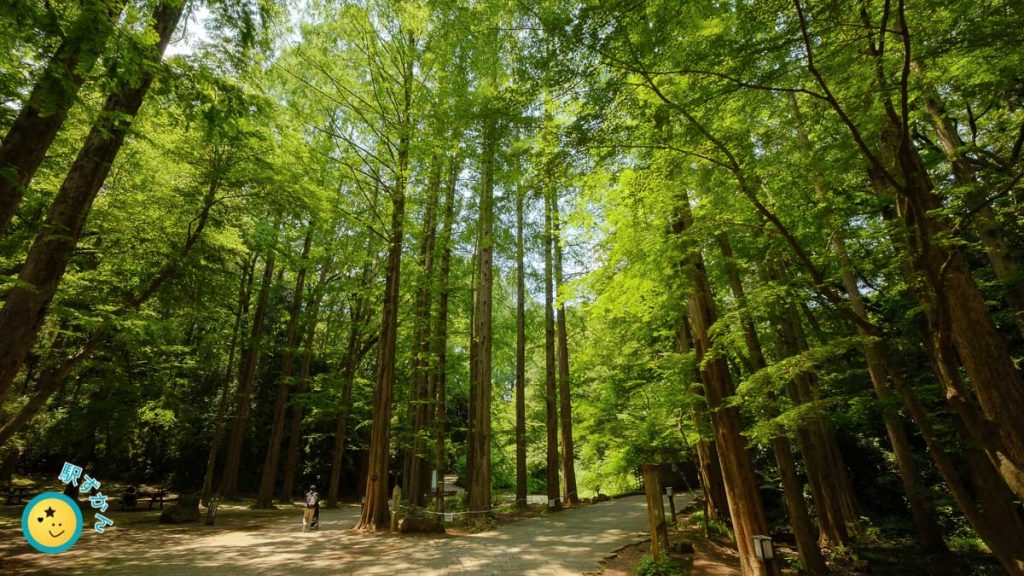 生田緑地メタセコイアの林