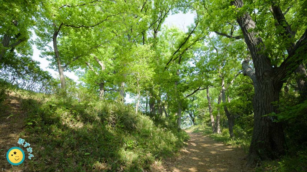 森林道