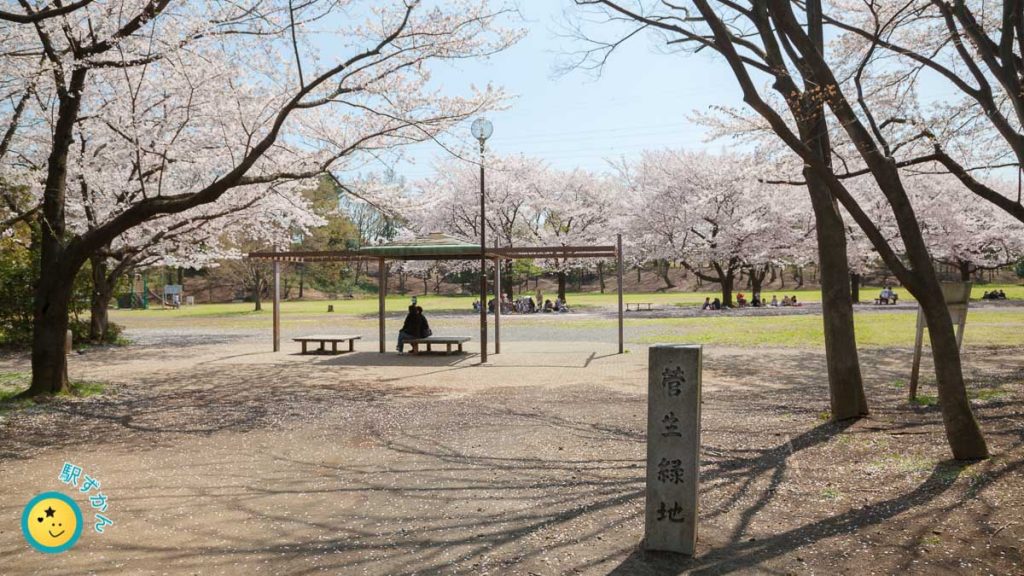 菅生緑地西側地区の花見