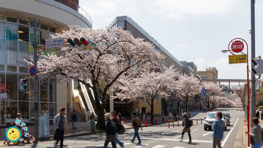 たまプラーザ桜並木