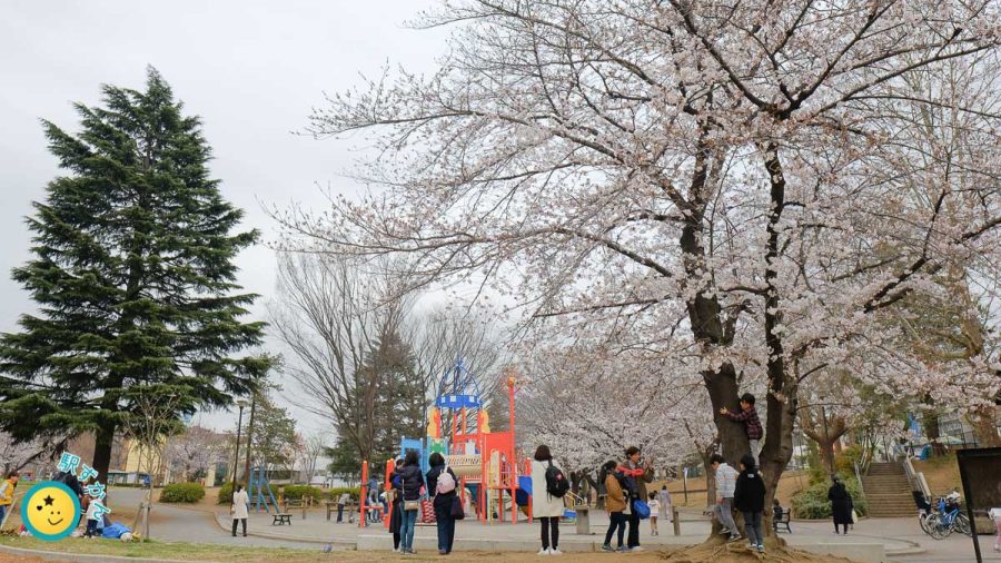 美しが丘公園の満開の桜