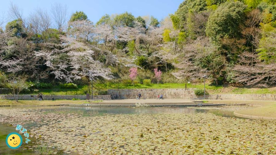 山田富士公園の桜